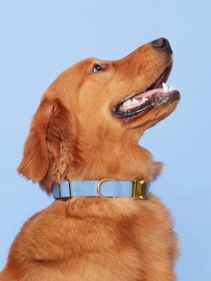 Periwinkle Dog Collar