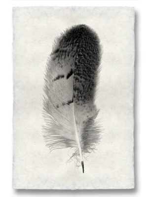 Feather Study #7