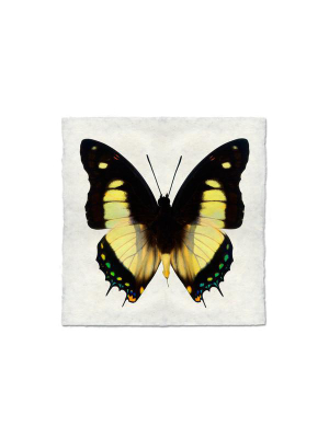 Butterfly #5  Print