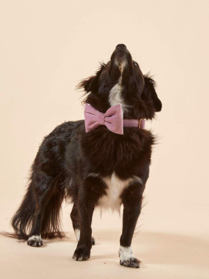 Lilac Velvet Dog Bow Tie
