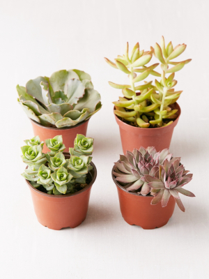 4" Live Assorted Succulents - Set Of 4