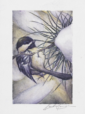 Black-capped Chickadee