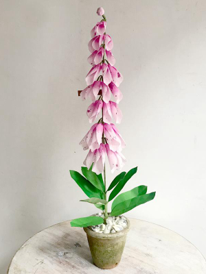 The Green Vase Potted Pink Foxglove