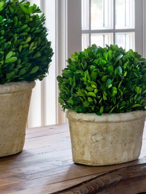 Park Hill Collection Potted Oval Boxwood Small