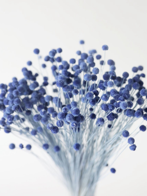 Petite Blue Dried Floral Buttons - 9-14"