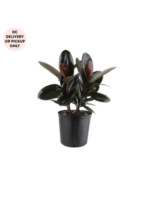 Burgundy Rubber Tree Plant