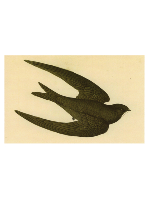 Swift Bird