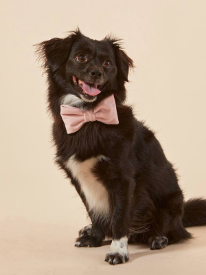 Blush Pink Velvet Bow Tie Collar