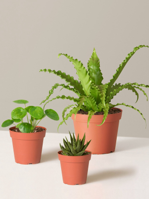 Pet-friendly Plant Parent Set