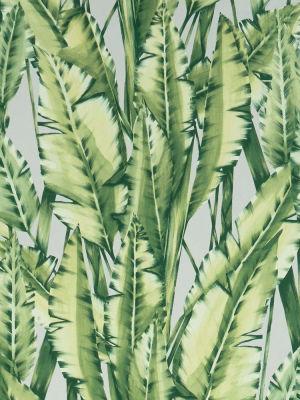 Tiger Leaf Wallpaper In Green From The Folium Collection By Osborne & Little