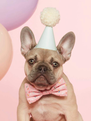 Sprinkles Bow Tie Collar