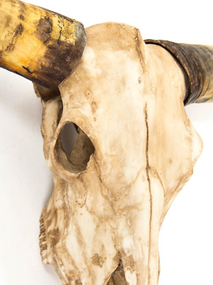 Zentique Texas Long Horn Skull