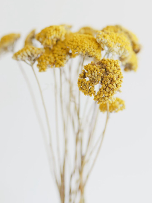 Dried Natural Yarrow Flowers - 18-24"