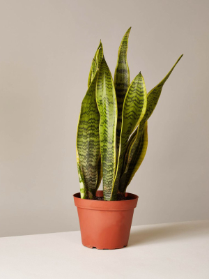garden large plant pots Slim Extra Large Planter By Plantatorem Matte Black / Set of 3