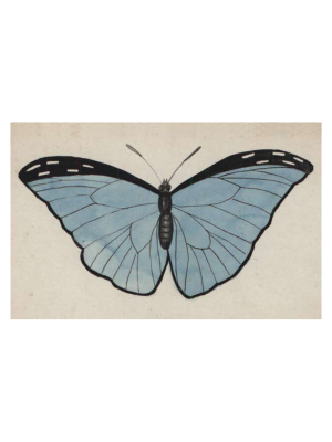 Pale Blue Butterfly