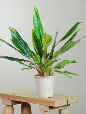 Northlight 25" Dracaena Artificial Potted Plant - Green/white