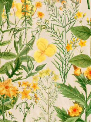 Mimulus Wallpaper In Green, Taupe, And Yellow From The Florilegium Collection By Mind The Gap