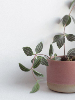 Ceramic Planters