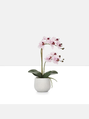 Phalaenopsis Potted 18" Faux Double Stem Orchid - Pink