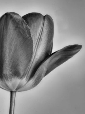 Tulip