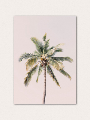 Palm Tree In Blush