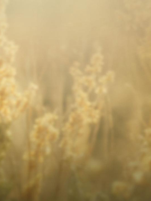 Goldenrod