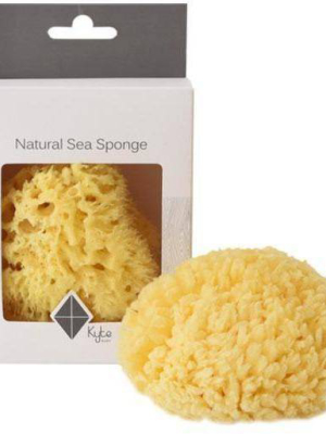 Sea Sponge