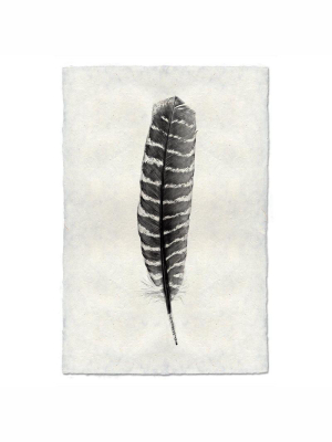 Feather Study #16