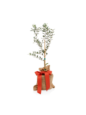 Mini Olive Tree