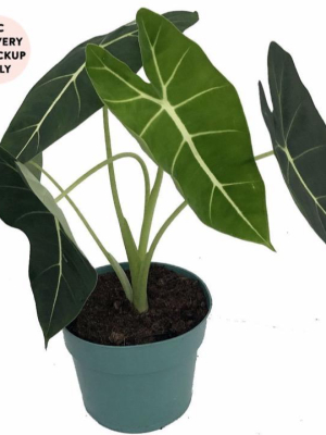 Alocasia Frydek Plant