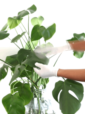 Plant Dusting Gloves- Pair