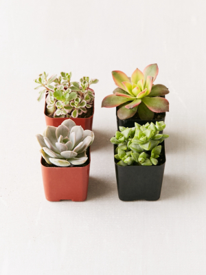 2" Live Assorted Succulents - Set Of 4