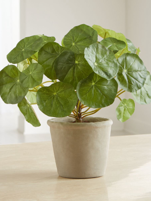 Potted Nasturtium