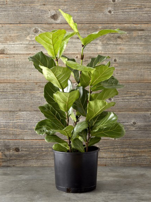 Fiddle Leaf, Small