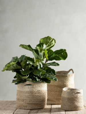 Assorted Set Of 3 Orion Holdall Baskets - Off-white - Shiraleah