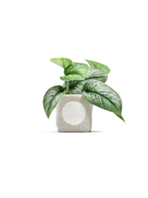 Gray Green Goods Dot Linen Planter - Medium