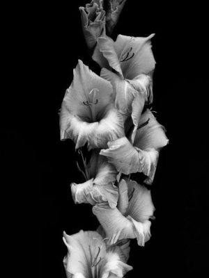 Gladiolas