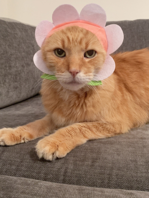 Flower Cat Cap