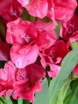 Fuchsia Gladiolus Arrangement
