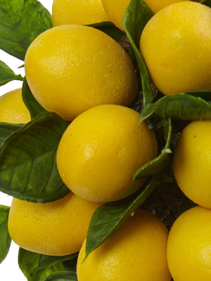 Lemon Ball Topiary Arrangement - Yellow