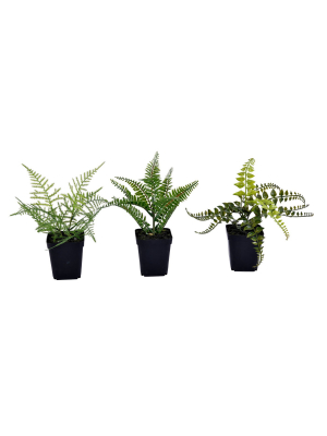 Vickerman 10" Green Potted Fern Assortment.