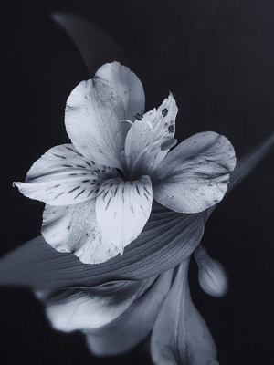 Kelly Hoppen Black & White Flowers - Glass Float