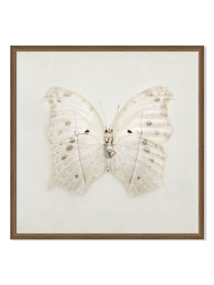 Framed Print - Ivory Wings