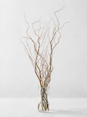 Curly Willow Branches