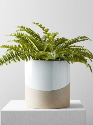 Faux Potted Green Fern Plant