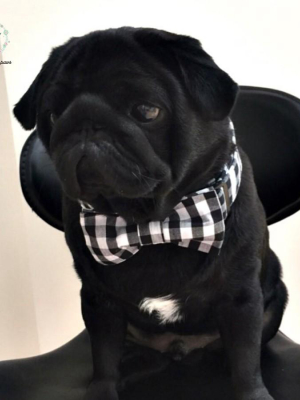 Meet Martin! - Pet Dog Collar (xs-xl)