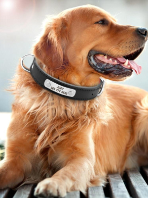 Sturdy Custom Id - Collar (s-xl)