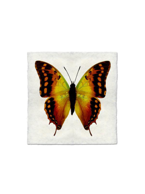 Butterfly #4 Print