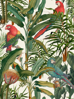 Parrots Of Brazil Wallpaper From The Wallpaper Compendium Collection By Mind The Gap