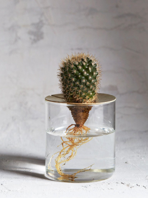Lid Vision Glass Terrarium - Brass (out Of Stock)